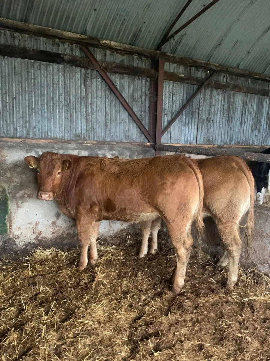 2 Super 5⭐️ Genotyped LMX heifers for sale - Image 1