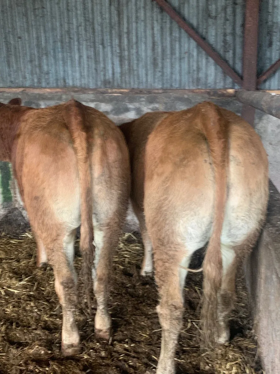2 Super 5⭐️ Genotyped LMX heifers for sale - Image 2
