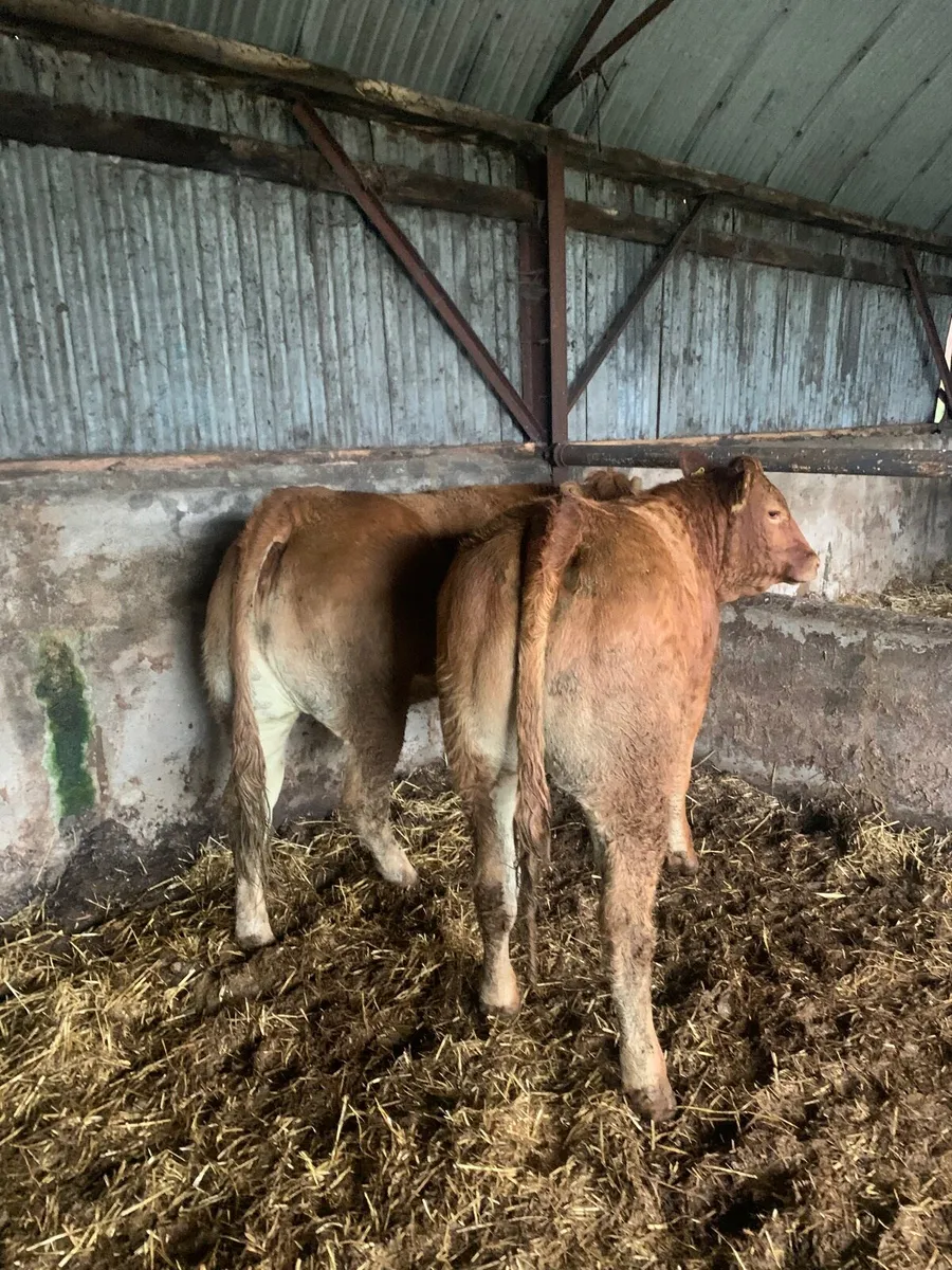 2 Super 5⭐️ Genotyped LMX heifers for sale - Image 3