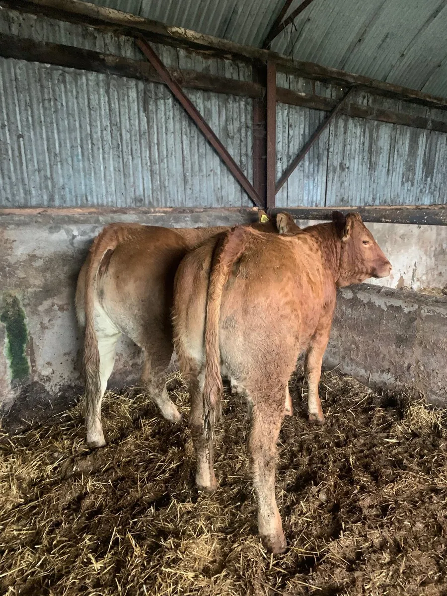 2 Super 5⭐️ Genotyped LMX heifers for sale - Image 4