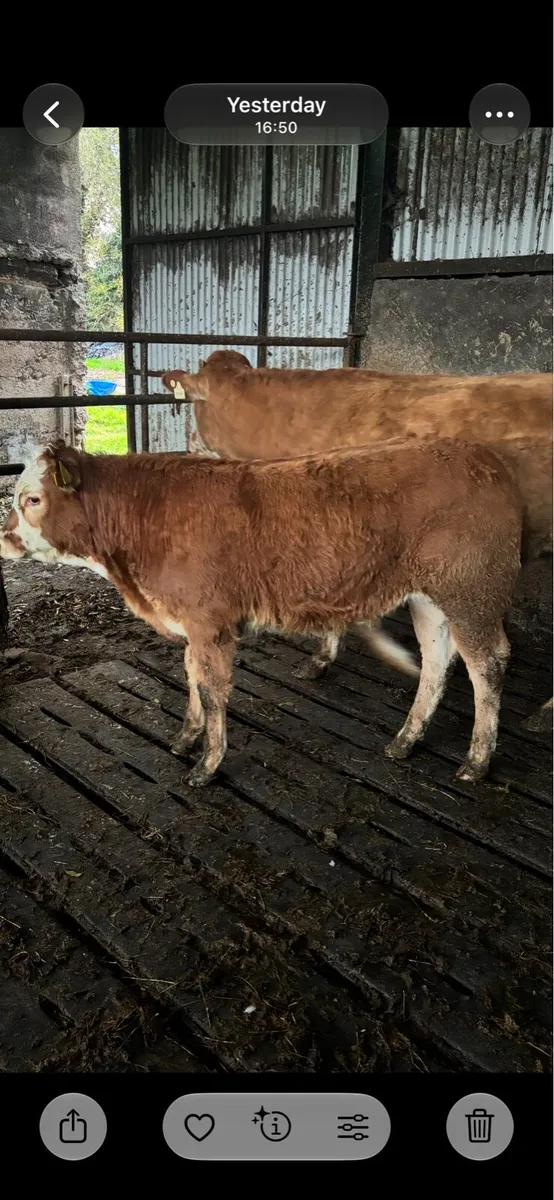 4 lmx Weanling bulls - Image 4