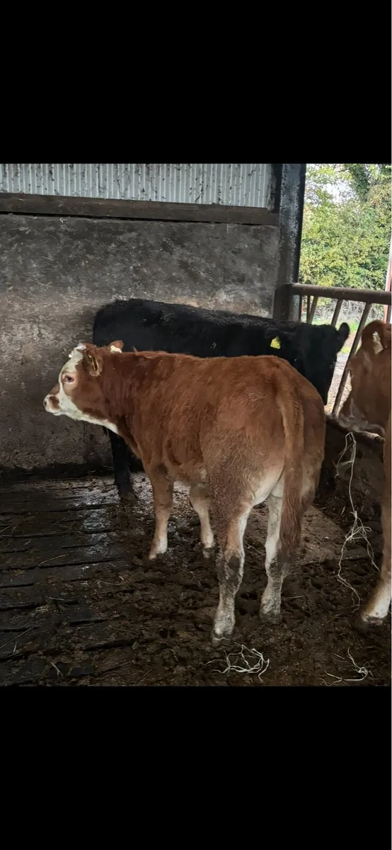 4 lmx Weanling bulls - Image 1