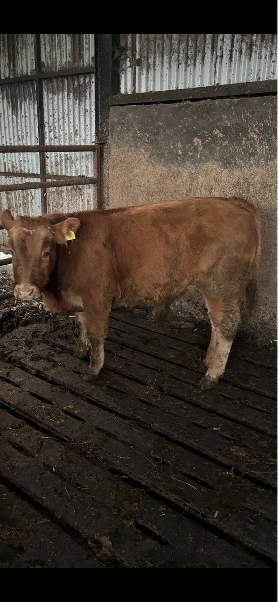 4 lmx Weanling bulls - Image 2