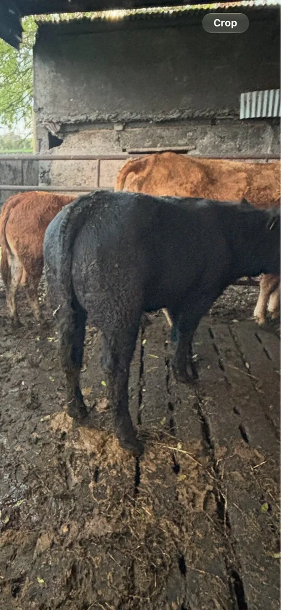 4 lmx Weanling bulls - Image 3