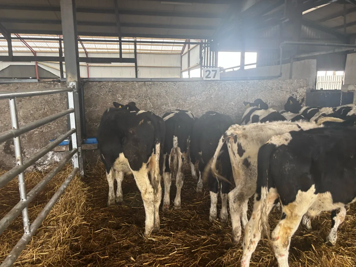 15 super British Frisian bull weanlings - Image 1