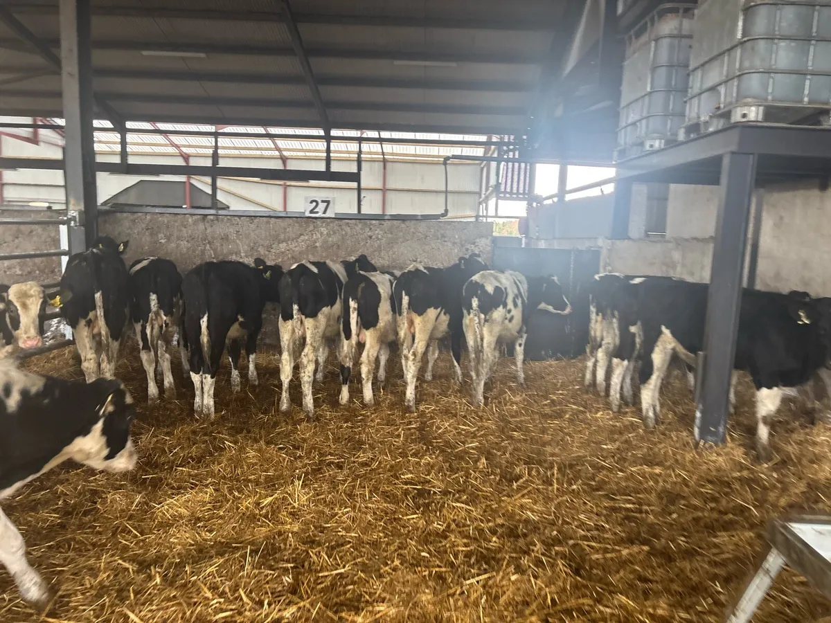 15 super British Frisian bull weanlings - Image 2