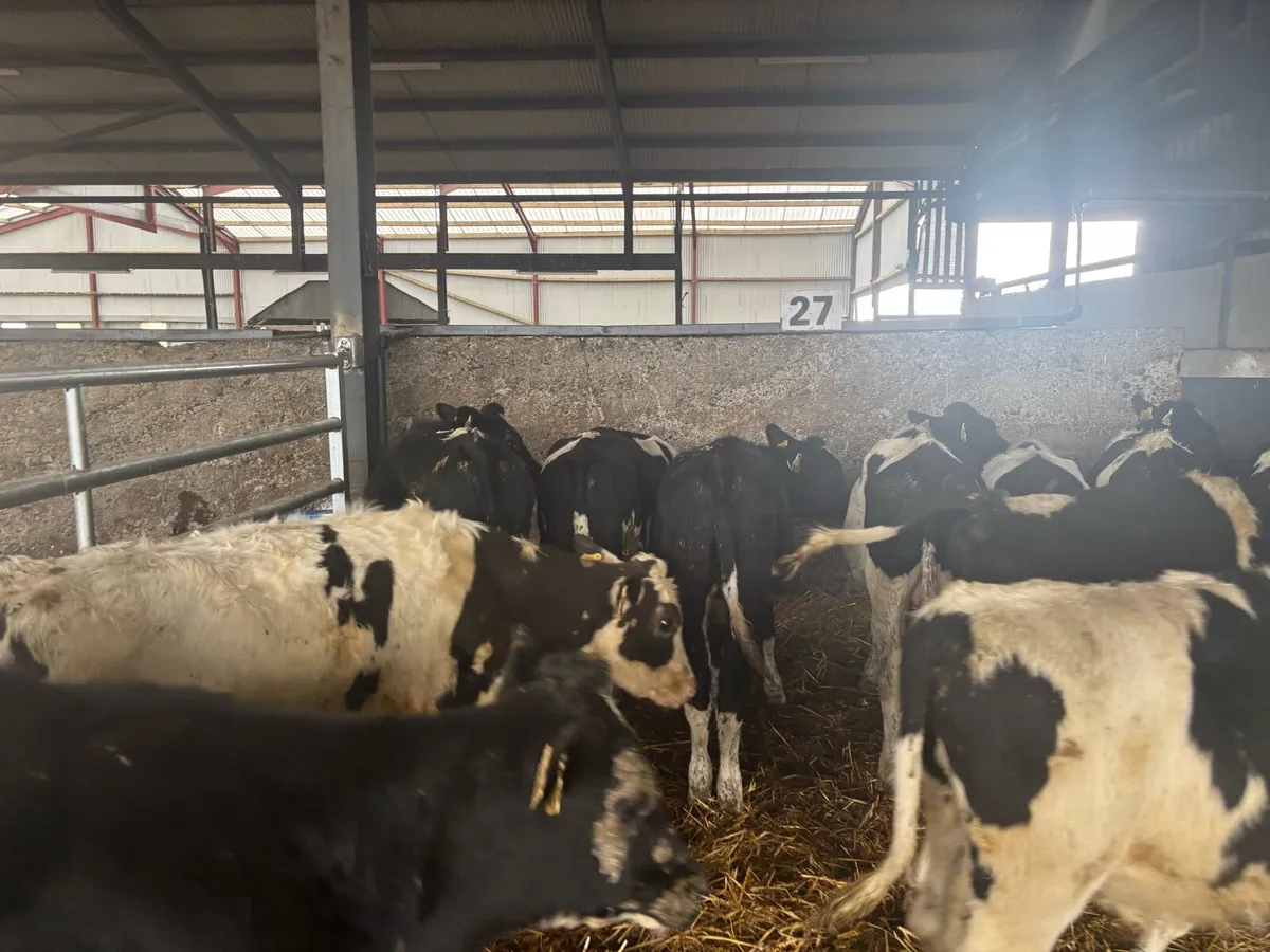 15 super British Frisian bull weanlings - Image 4