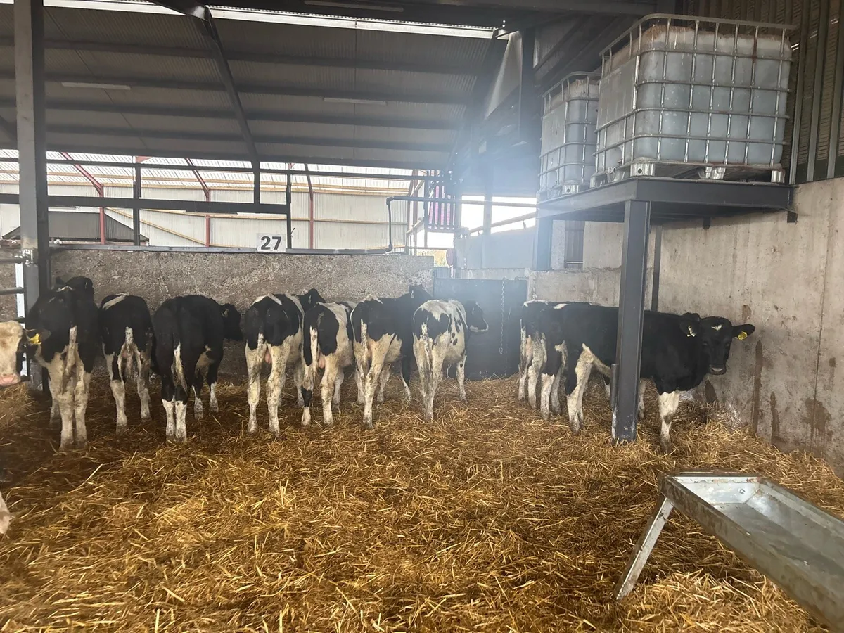 15 super British Frisian bull weanlings - Image 3