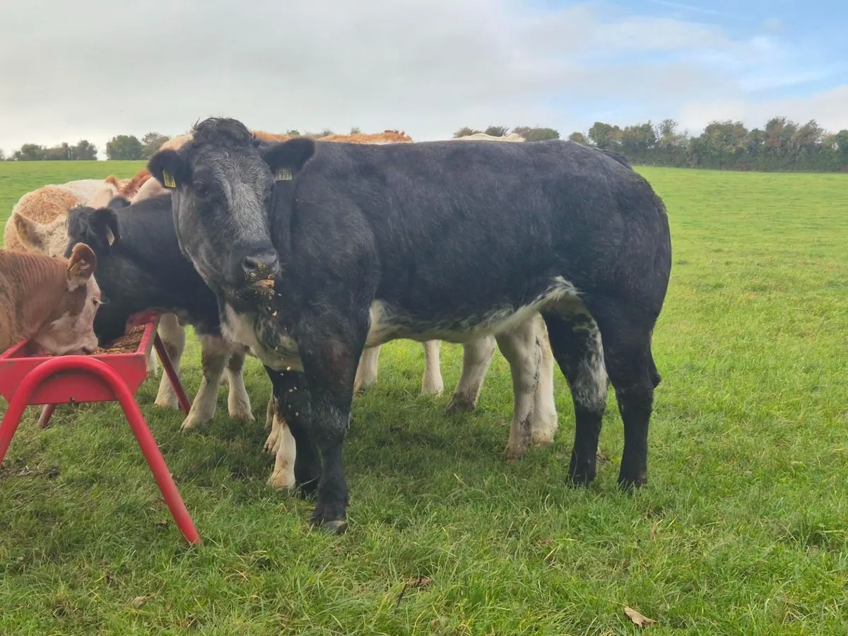 Show grade BBX heifer - Image 1