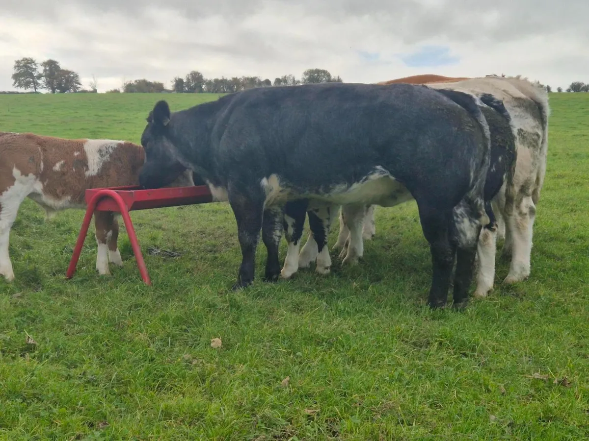 Show grade BBX heifer - Image 2