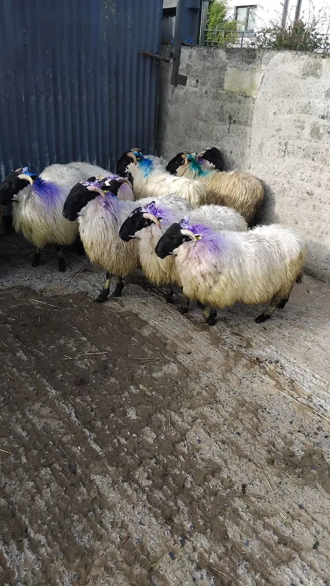 Sheep for sale - 9 horned ewe lambs - Image 1