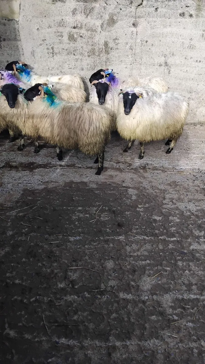 Sheep for sale - 9 horned ewe lambs - Image 2