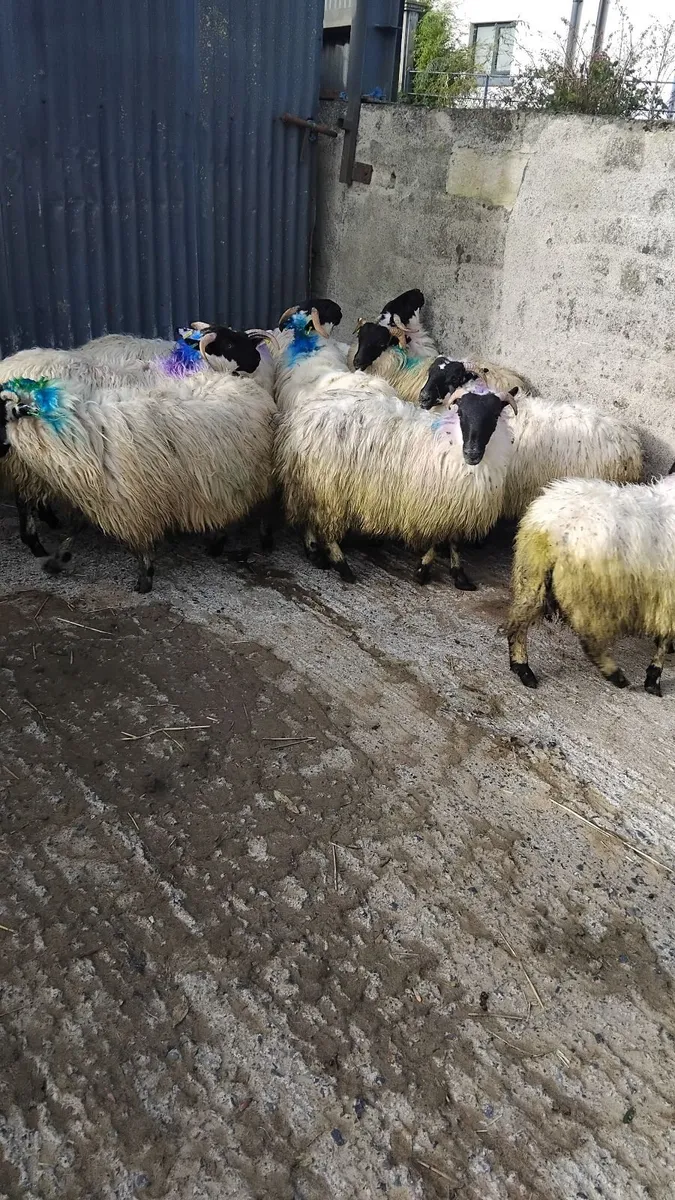 Sheep for sale - 9 horned ewe lambs - Image 3