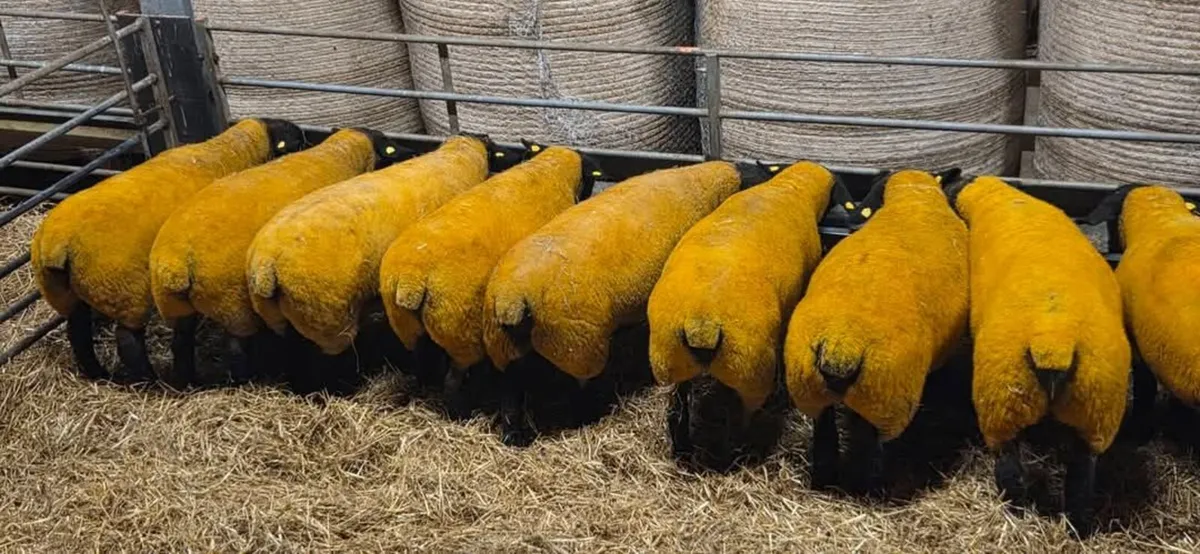 Pb Registered Suffolk In Lamb Ewes - Image 1