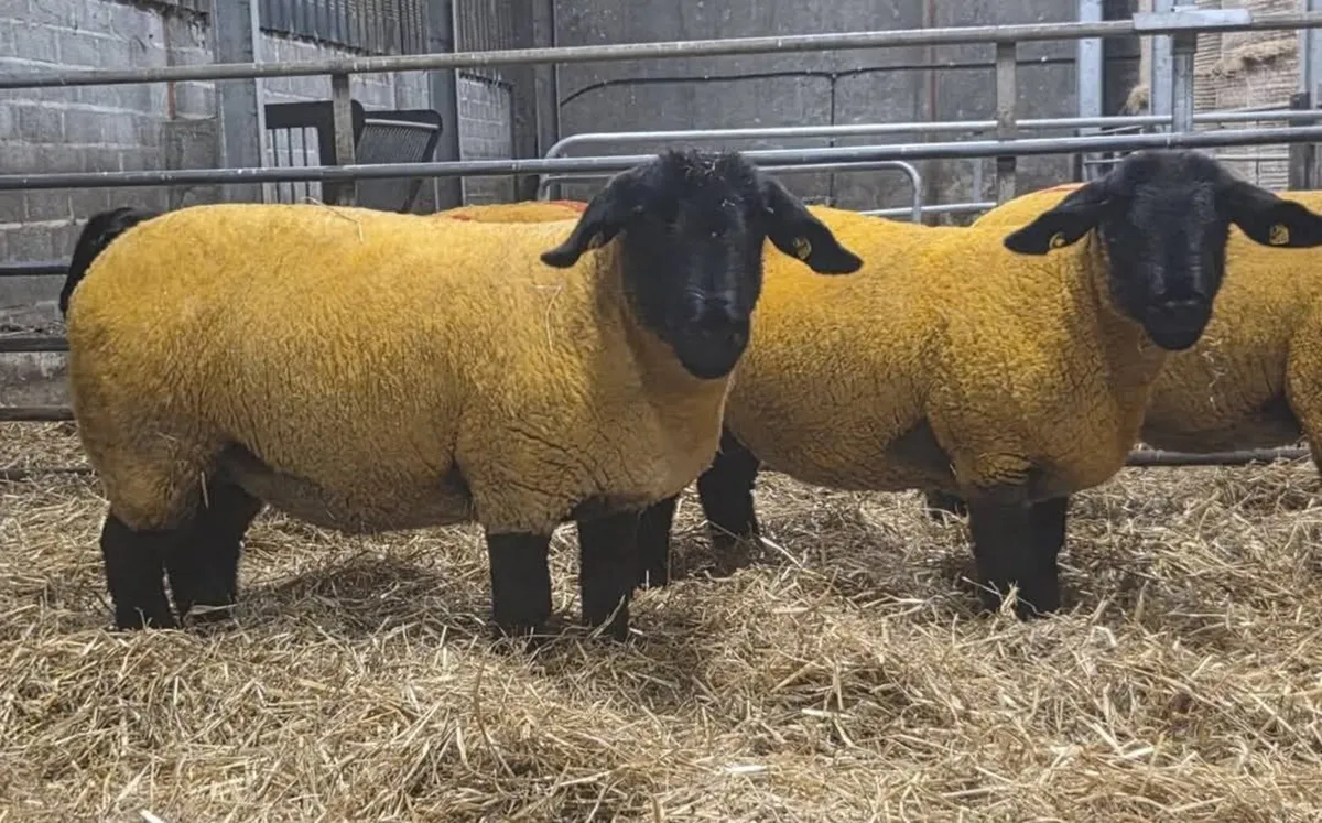 Pb Registered Suffolk In Lamb Ewes - Image 2