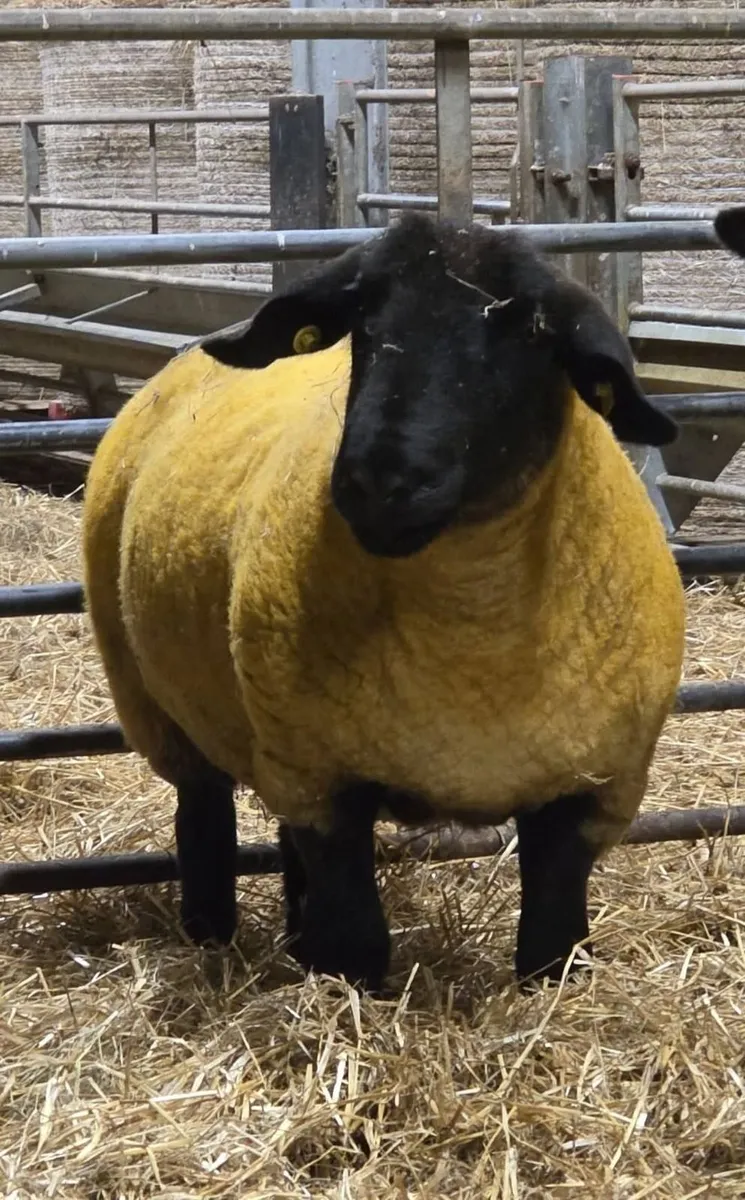 Pb Registered Suffolk In Lamb Ewes - Image 3