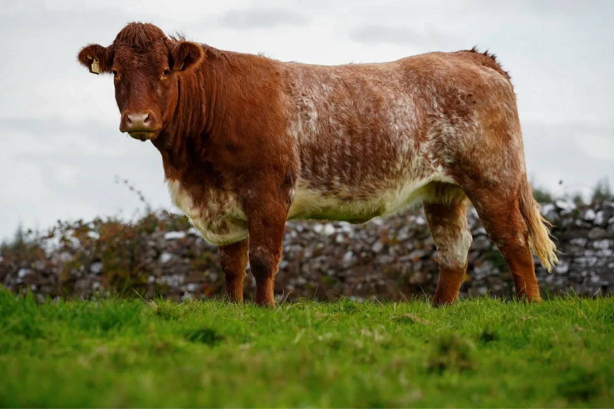 ⭐️CRAWFORD BROS ANNUAL INCALF HEIFER SALE 2026 ⭐️ - Image 1