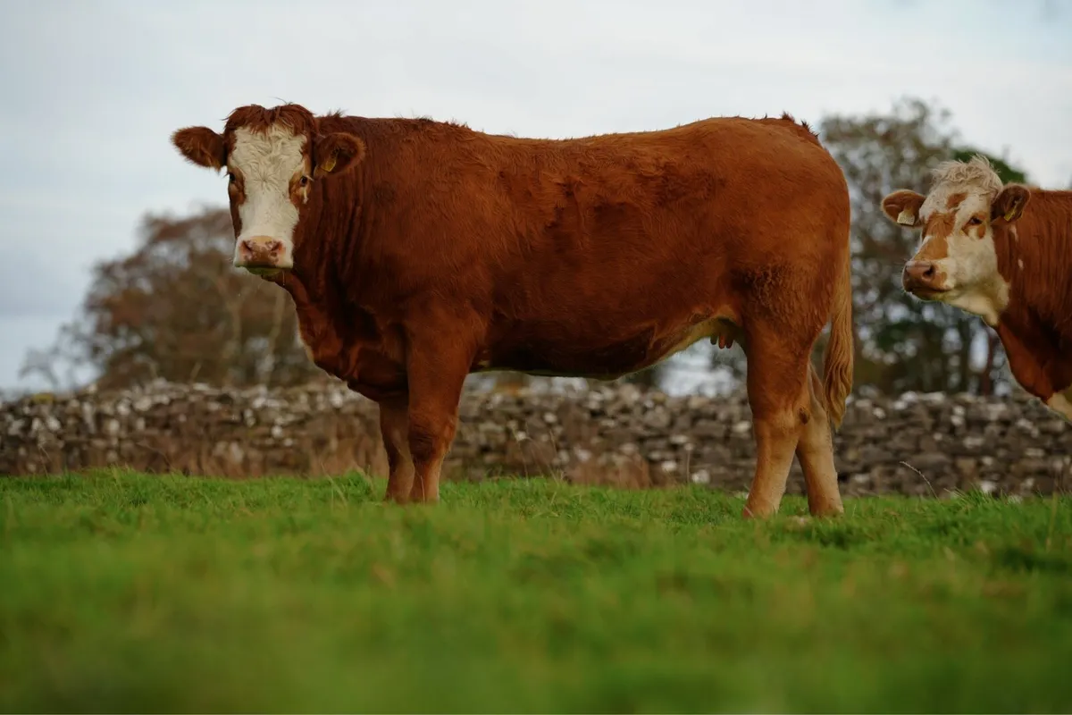 ⭐️CRAWFORD BROS ANNUAL INCALF HEIFER SALE 2026 ⭐️ - Image 2
