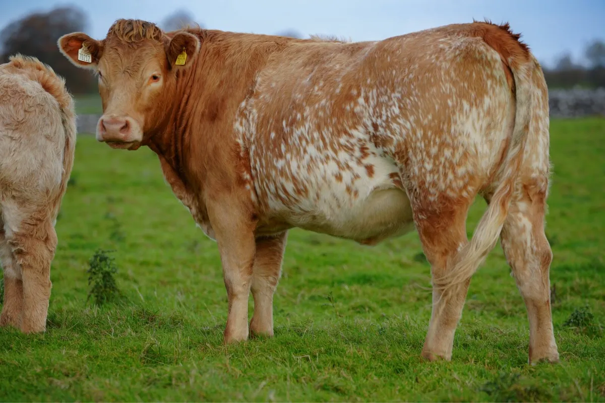 ⭐️CRAWFORD BROS ANNUAL INCALF HEIFER SALE 2026 ⭐️ - Image 3