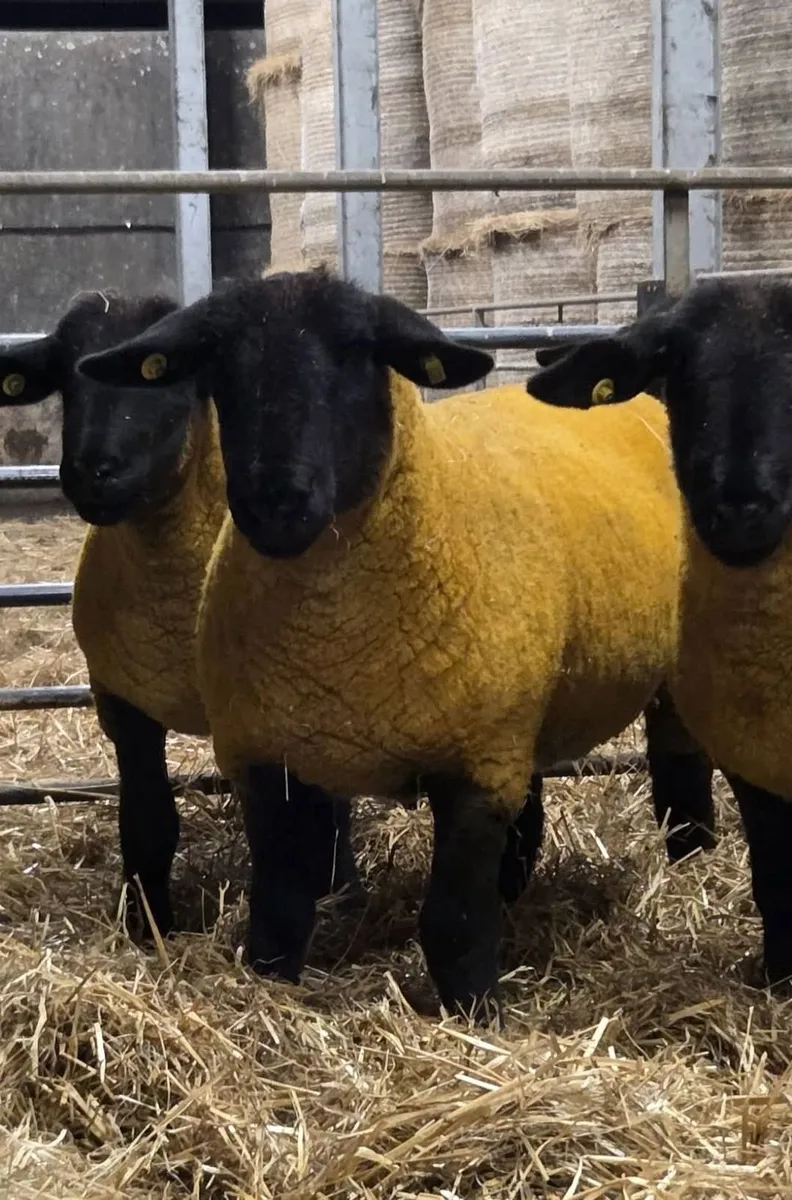Pb Registered Suffolk In Lamb Ewes - Image 4