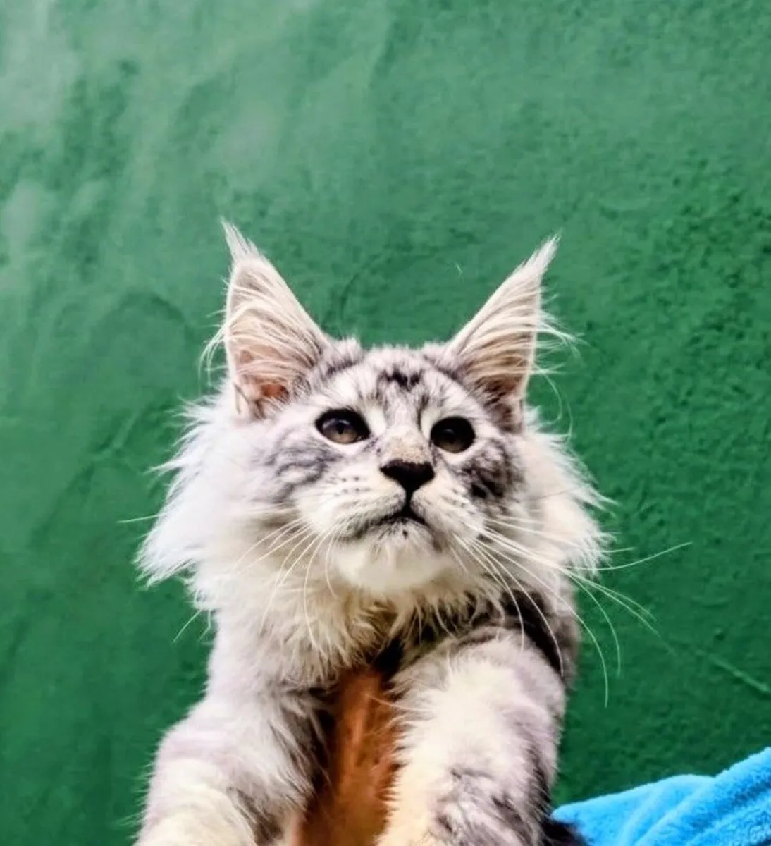 Maine coon kitten - Image 1