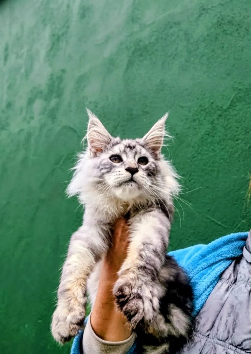Maine coon kitten - Image 3
