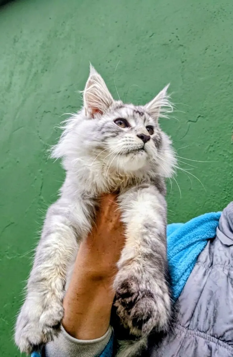Maine coon kitten - Image 2