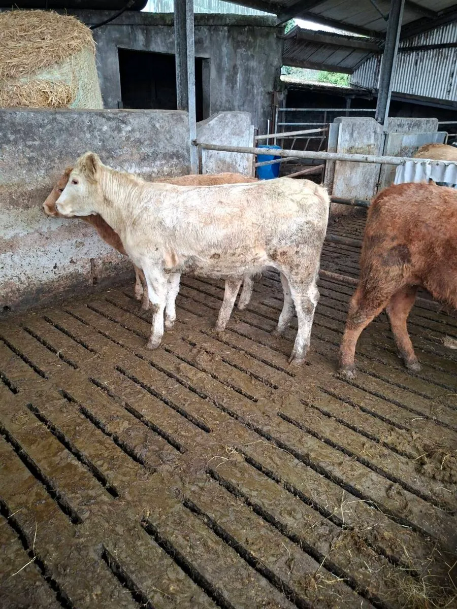 Organic Heifers - Image 1