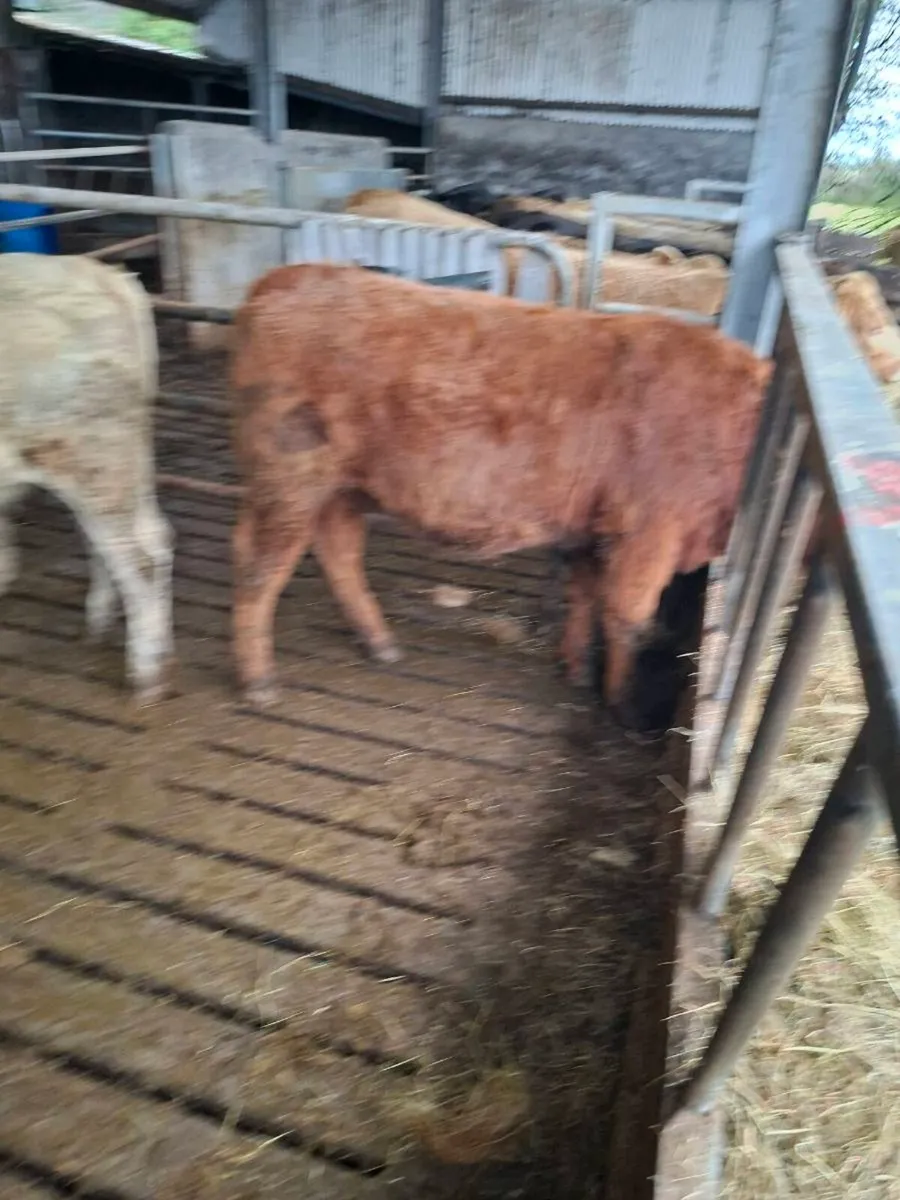 Organic Heifers - Image 2
