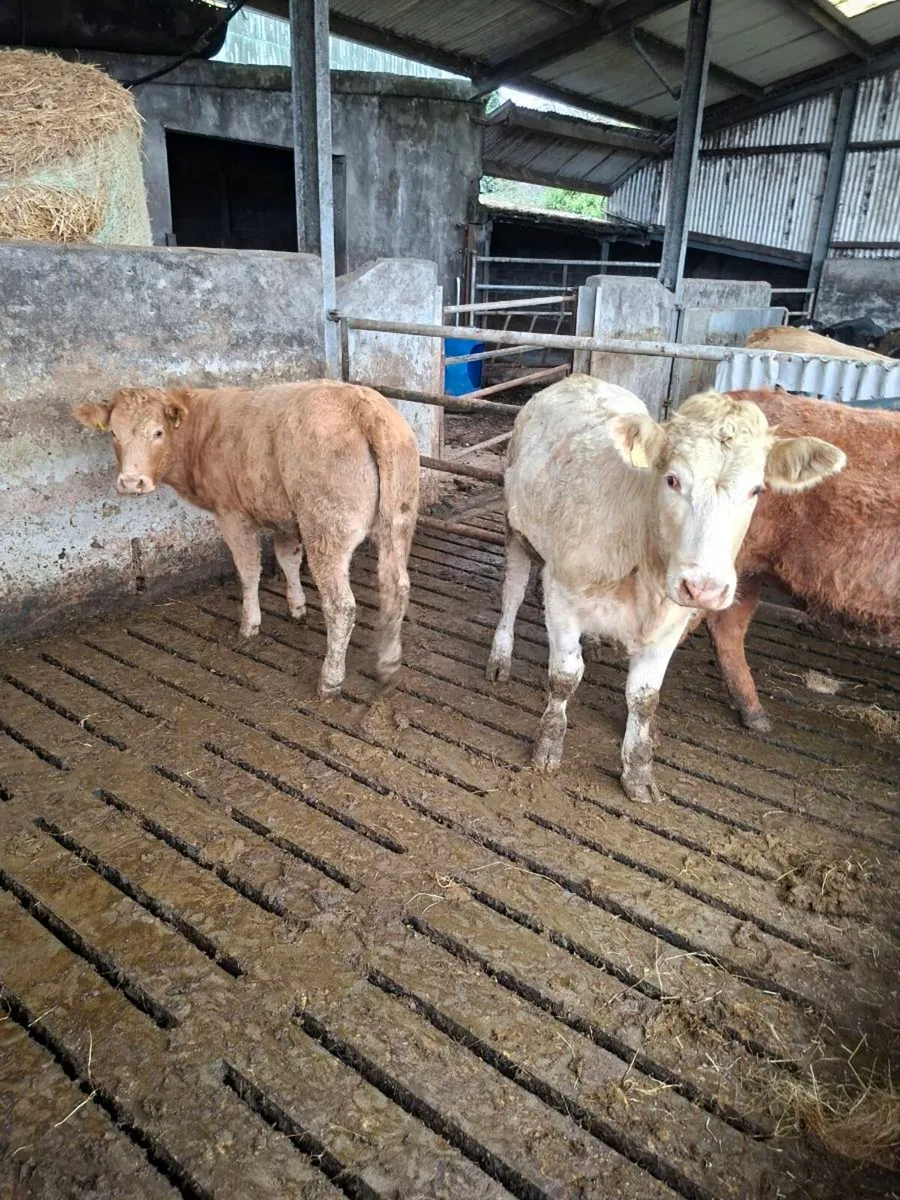 Organic Heifers - Image 3