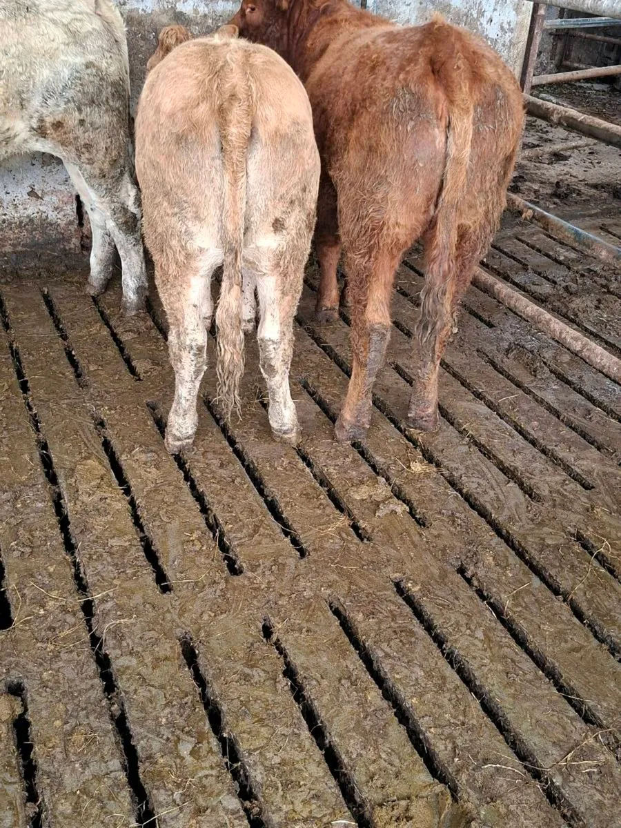 Organic Heifers - Image 4