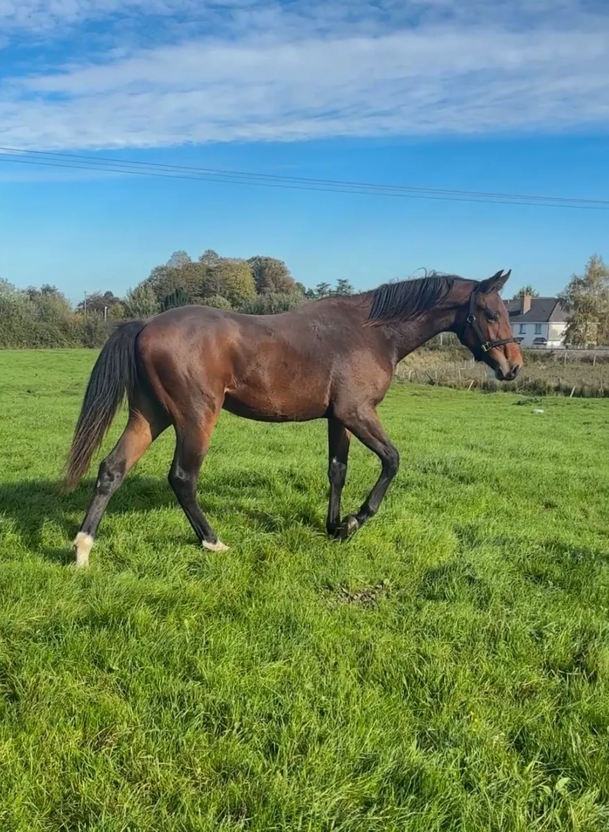Jorado Gelding Yearling - Image 3