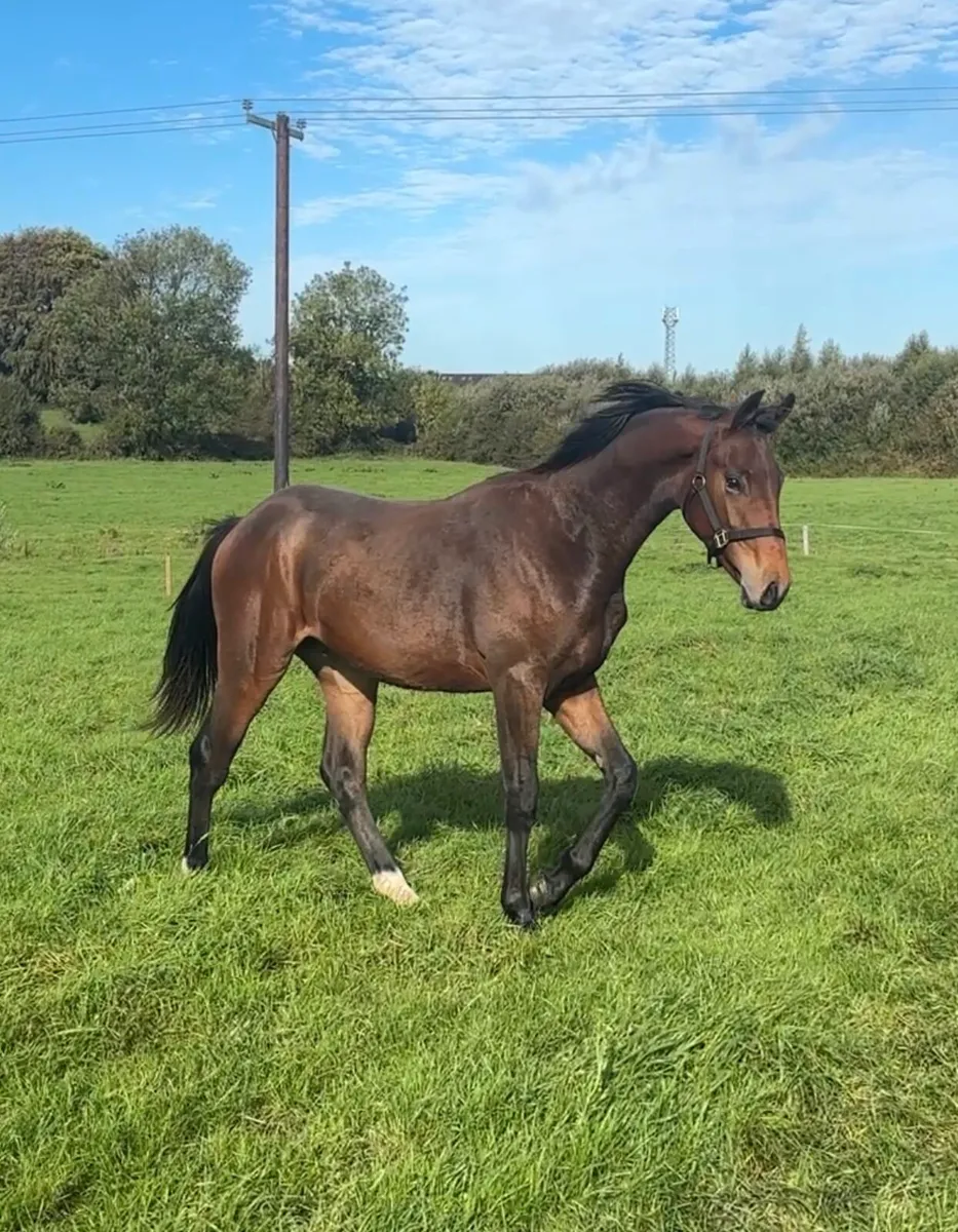 Jorado Gelding Yearling - Image 1
