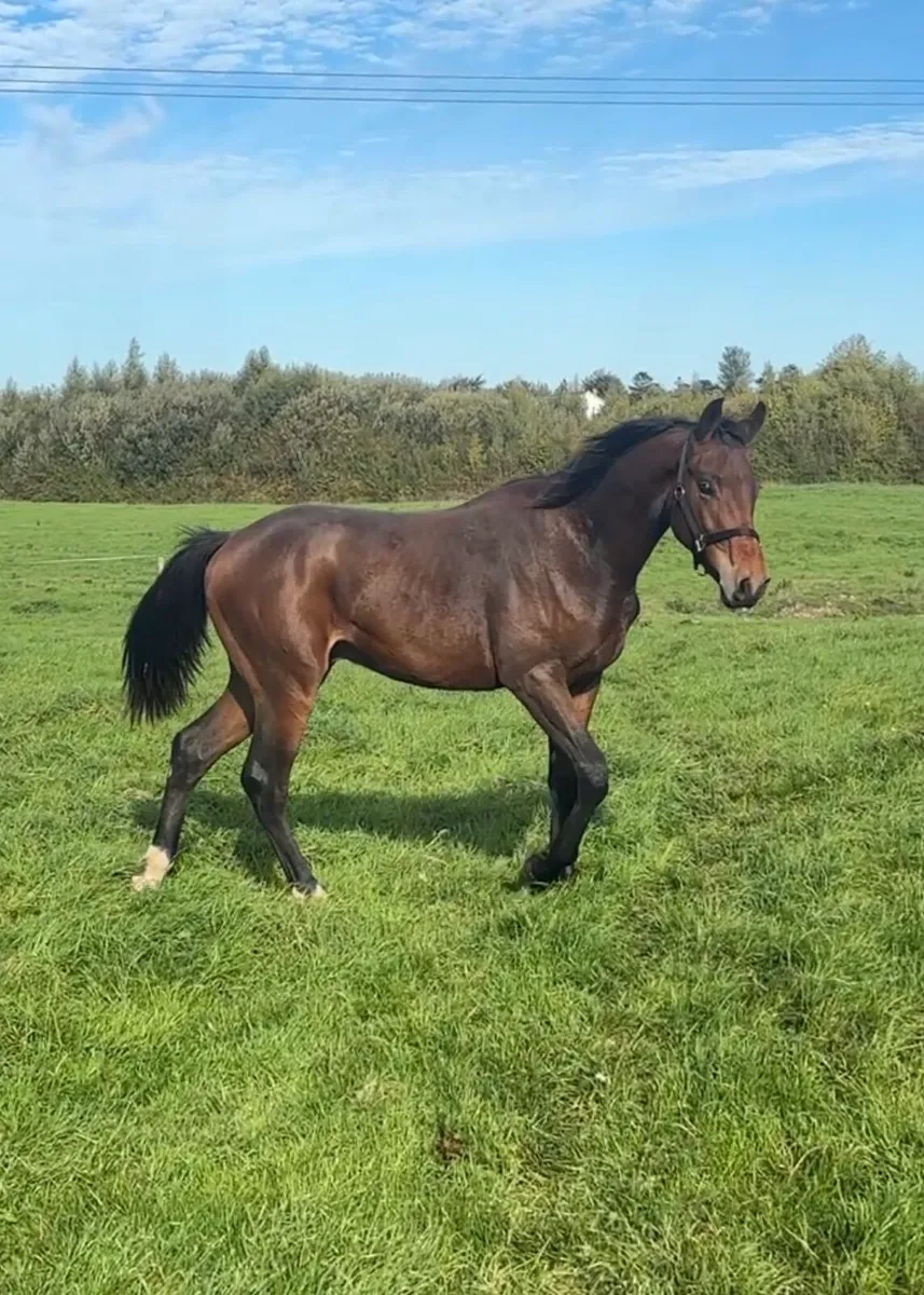 Jorado Gelding Yearling - Image 2