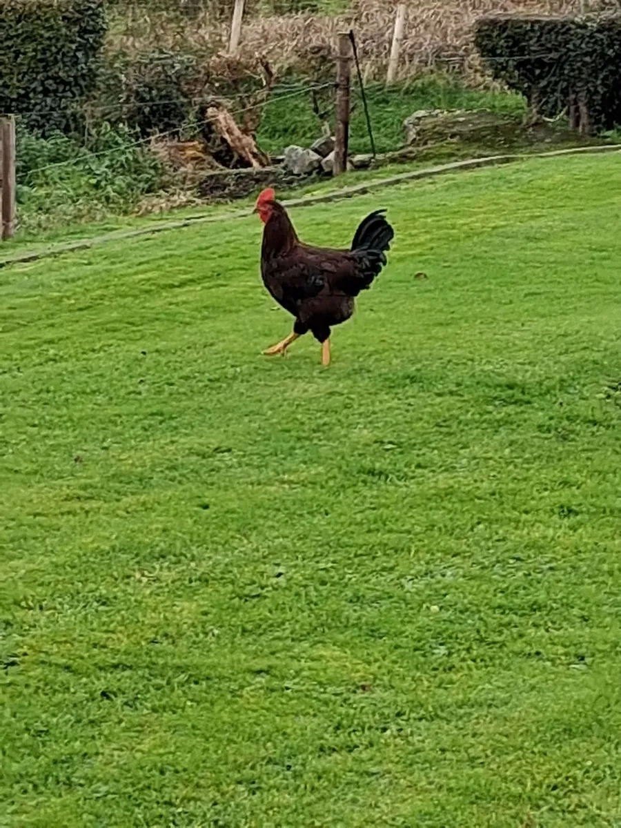 Roosters - Image 2