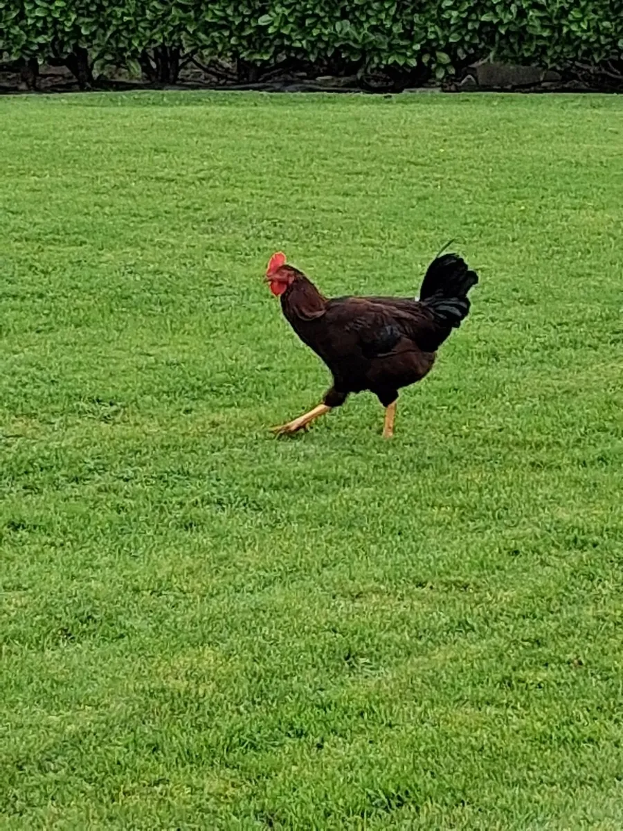 Roosters - Image 3