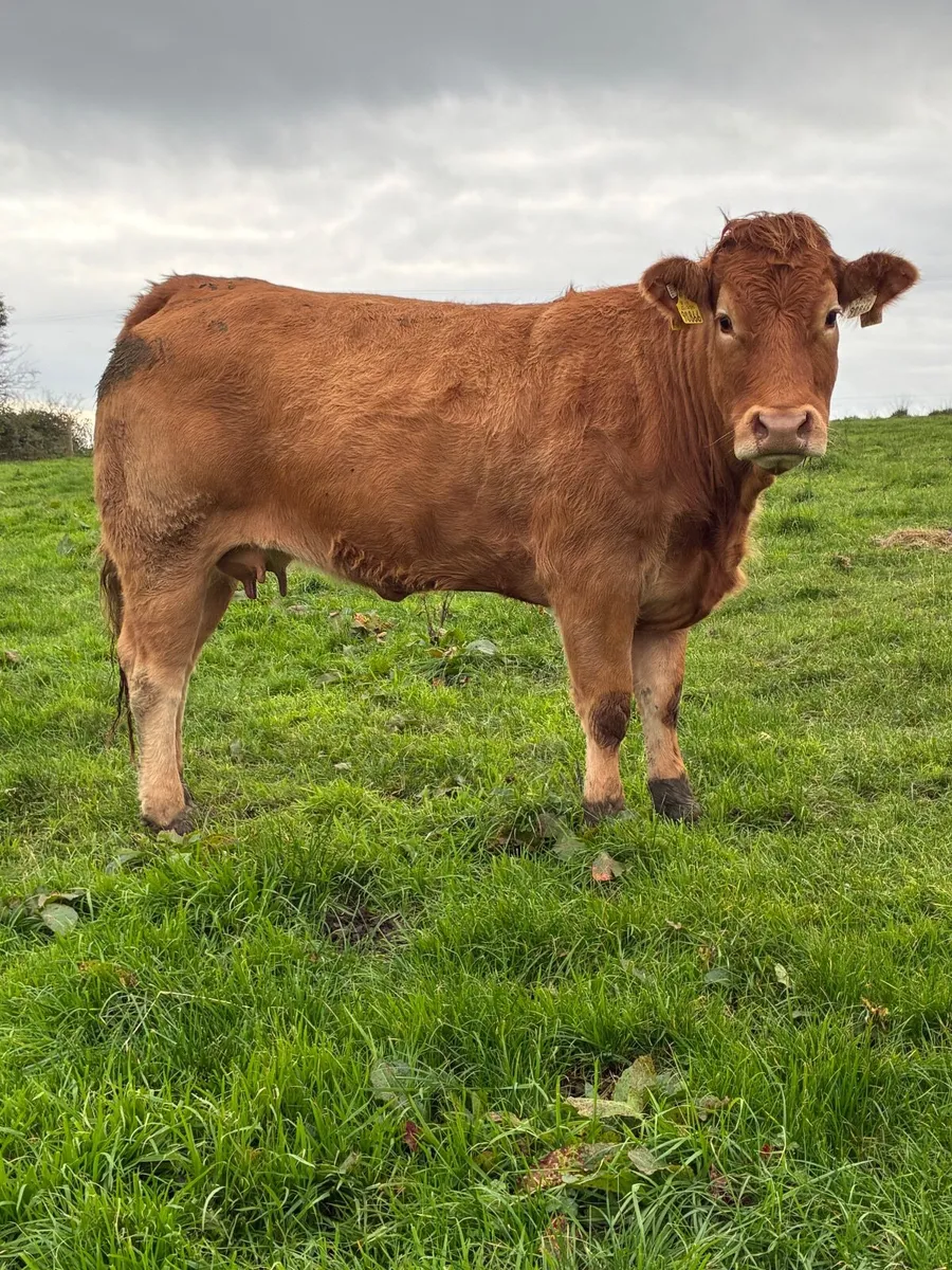 Calved heifer - Image 3