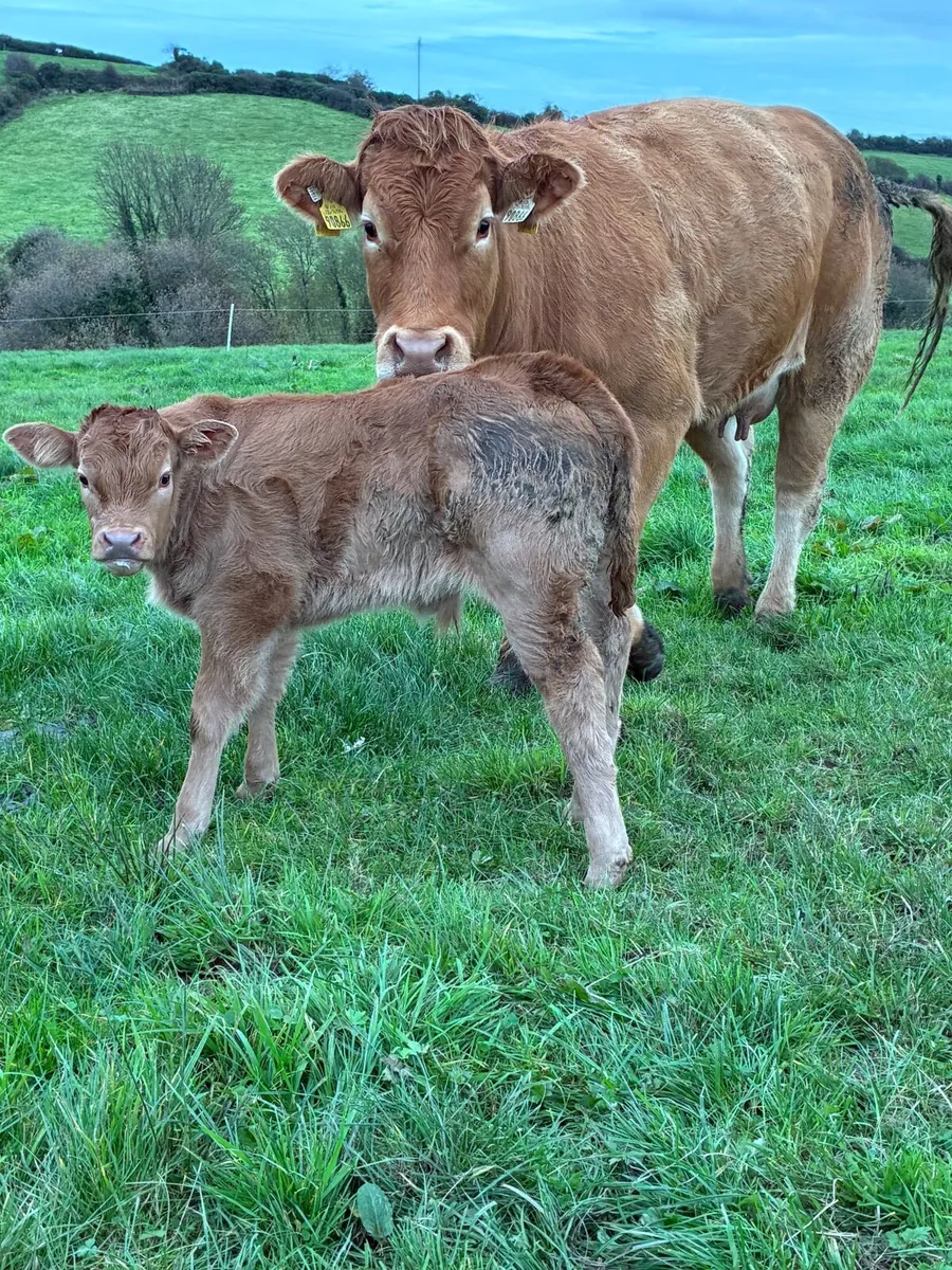 Calved heifer - Image 4