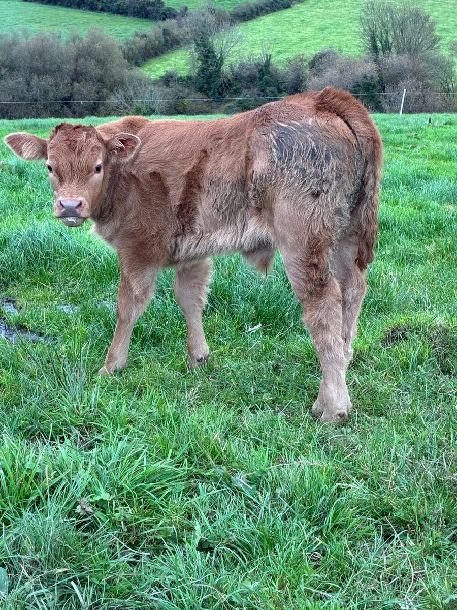 Calved heifer - Image 2