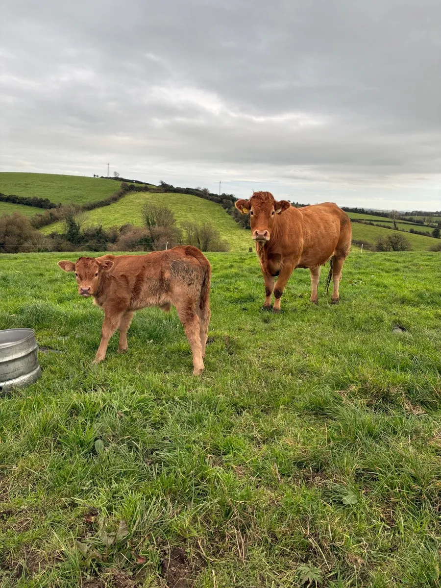 Calved heifer - Image 1