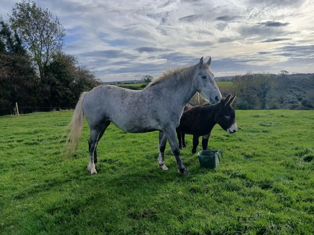 Equine - Image 1