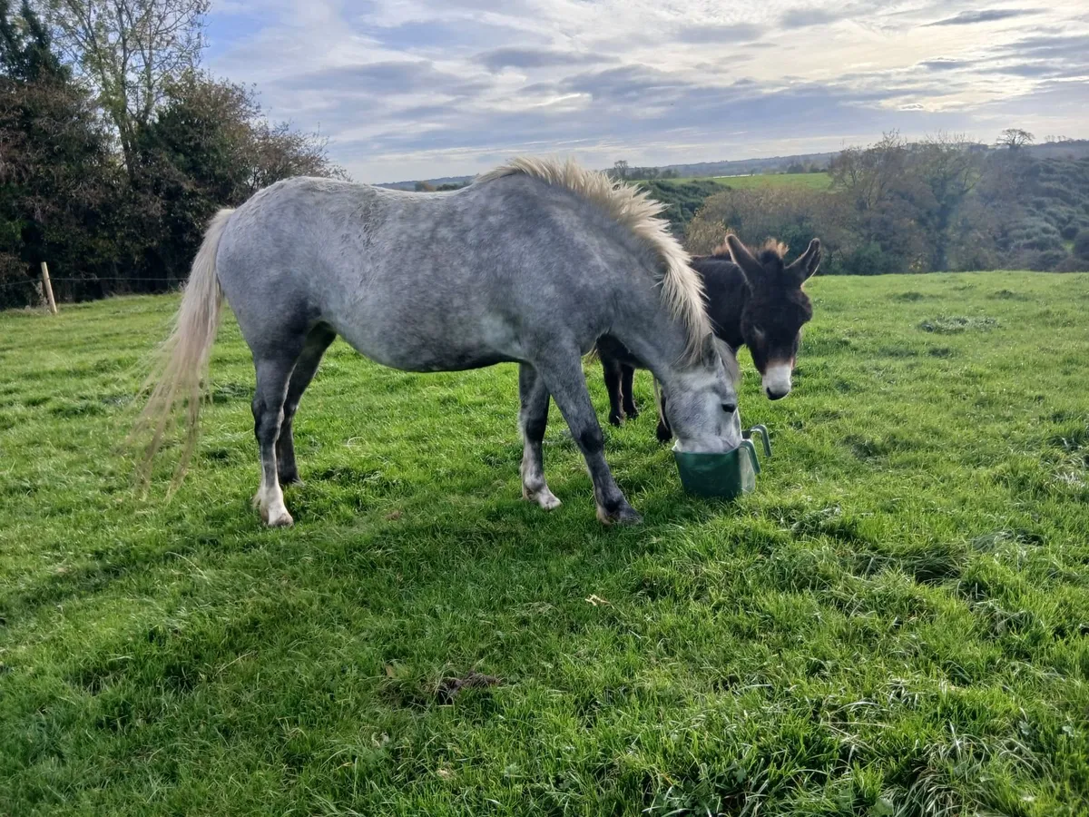 Equine - Image 2