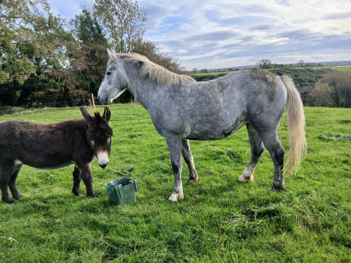 Equine - Image 3