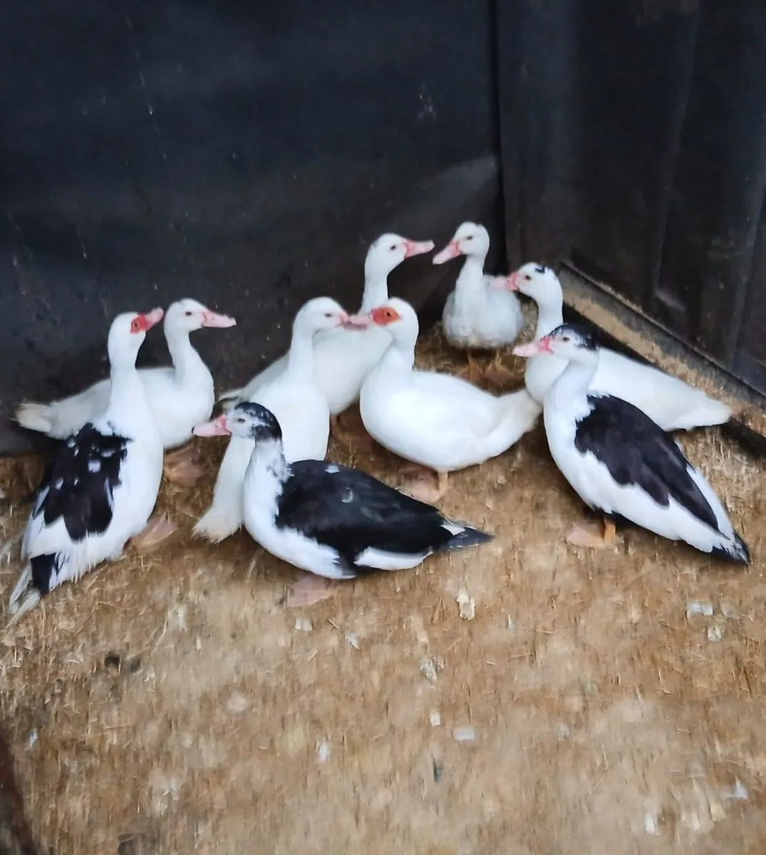 Muscovy Ducks