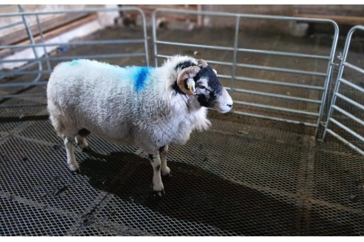 Swaledale Ram - 2 Year Old - Image 1