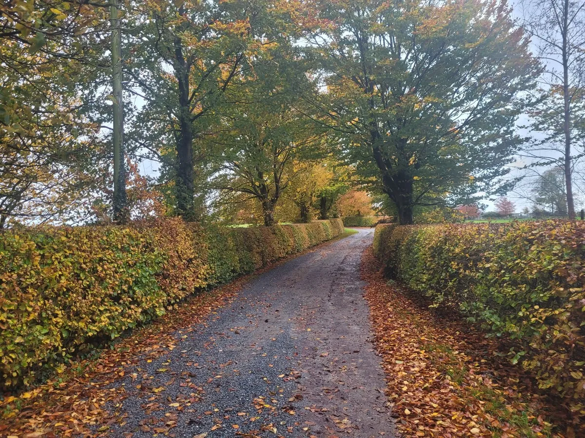 Beech Hedging - Image 2