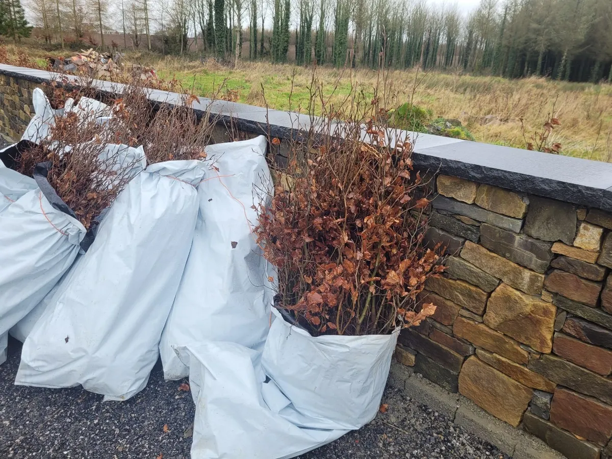 Beech Hedging - Image 1