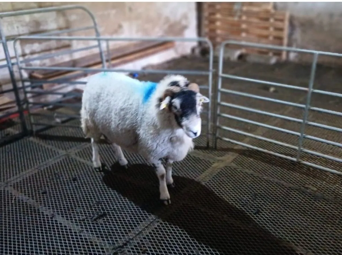 Swaledale Ram - 2 Year Old - Image 3