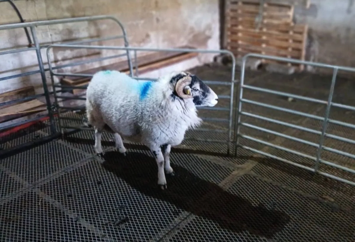 Swaledale Ram - 2 Year Old - Image 2