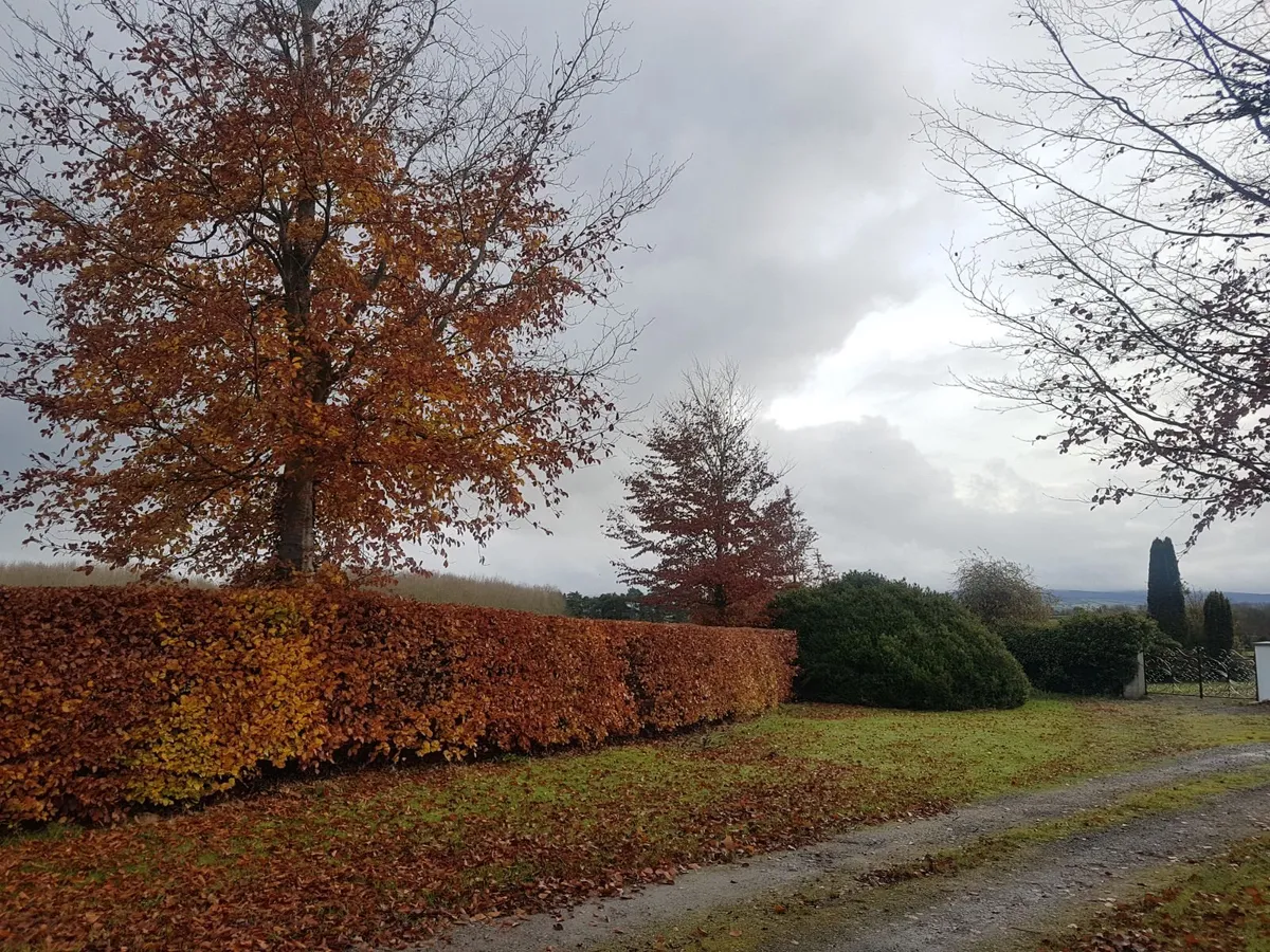 Beech Hedging - Image 3